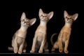 Three Cute Abyssinian Kittens Sitting isolated black Royalty Free Stock Photo