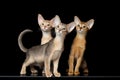 Three Cute Abyssinian Kittens Sitting isolated black Royalty Free Stock Photo