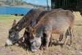 Three Cute Adorable Donkeys Feeding