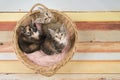 Three cute baby cat kittens in a wicker basket looking up Royalty Free Stock Photo