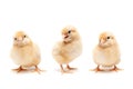 Three cute baby chickens chicks