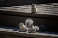 Three cute baby squirrels in California backyard.