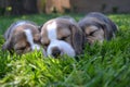 Three cute beagle puppies sleeping on the lawn Royalty Free Stock Photo