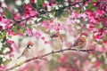 Three cute bird sparrows sitting on among pink blossoming Apple tree branches in may garden on Sunny day