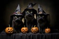 three cute black cats wearing witch hats. Halloween concept. Royalty Free Stock Photo