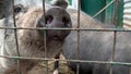 Three cute black pigs sitting behind the metal fence of the cage and begging for food, funny snouts noses close up Royalty Free Stock Photo