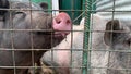 Three cute black pigs sitting behind the metal fence of the cage and begging for food, funny snouts noses close up Royalty Free Stock Photo