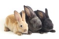 Three Cute Black, red brown and gray rex rabbits isolated on white Royalty Free Stock Photo