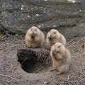 Three cute Black-Tailed Prairie Dogs cynomys ludovicianus around their burrow Royalty Free Stock Photo