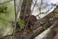 Three cute blackbird chicks in a hay nest Royalty Free Stock Photo