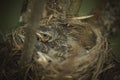 Three cute blackbird chicks in a hay nest Royalty Free Stock Photo