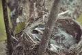 Three cute blackbird chicks in a hay nest Royalty Free Stock Photo