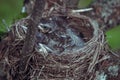 Three cute blackbird chicks in a hay nest Royalty Free Stock Photo