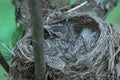 Three cute blackbird chicks in a hay nest