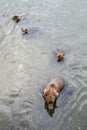 Three cute brown bear cubs with natal collars swimming in the Brooks River with mother bear, Katmai National Park, Alaska Royalty Free Stock Photo