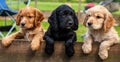 Three Cute Brown And Black Puppy Dogs Leaning On A Fence