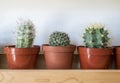 Three cute cacti cactus on a shelf Royalty Free Stock Photo