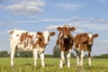 Three cute calves standing upright lovingly together Royalty Free Stock Photo