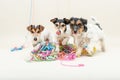 Three cute naughty party dog. Jack Russell dogs ready for carnival Royalty Free Stock Photo