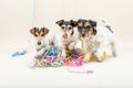 Three cute naughty party dog. Jack Russell dogs ready for carnival