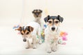 Three cute naughty party dog. Jack Russell dogs ready for carnival Royalty Free Stock Photo