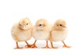Three cute chicks isolated on white Royalty Free Stock Photo