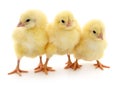 Three cute chicks isolated on white Royalty Free Stock Photo