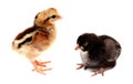 Three cute chicks isolated on white. Royalty Free Stock Photo