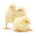 Three cute chicks on white