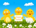Three Cute Chicks Wishing Happy Easter Royalty Free Stock Photo