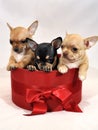 Three cute Chihuahua puppies in a red gift box Royalty Free Stock Photo