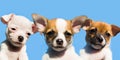 Three cute chihuahua puppies in a row Royalty Free Stock Photo