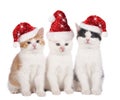 Three cute christmas cats with hats Royalty Free Stock Photo