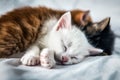 Three colored sleeping kittens Royalty Free Stock Photo