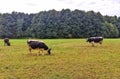 Three cute cows on a meadow in Poland