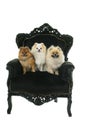 Three cute cream and brown Pomeranian - Dwarf Spitz dogs sitting in a black baroque chair isolated on a white background Royalty Free Stock Photo