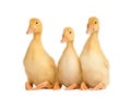 Three cute curious ducklings are sitting on a white background with their paws folded funny Royalty Free Stock Photo