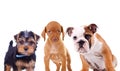 Three cute curious puppies are looking at the camera Royalty Free Stock Photo