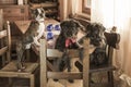 three cute dogs at a large table drinking Royalty Free Stock Photo