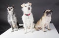 Three cute dogs Royalty Free Stock Photo