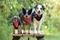 Three cute dogs in scarves Royalty Free Stock Photo