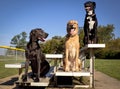 Three cute dogs sitting side by side on a bleacher Royalty Free Stock Photo