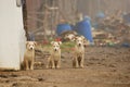 Three cute dogs staring at the direction of a camera with construction waste in the background