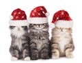 Three cute domestic cats with Santa hat Royalty Free Stock Photo