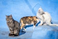 Cute feral cats in blue background, Chefchaouen, Morocco