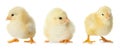 Three cute fluffy chickens on white. Farm animals Royalty Free Stock Photo