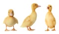 Three cute fluffy ducklings on white background. Farm animals Royalty Free Stock Photo