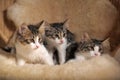 Three cute fluffy kittens Royalty Free Stock Photo