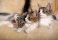 Three cute fluffy kittens Royalty Free Stock Photo