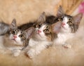 Three Cute Fluffy Kittens